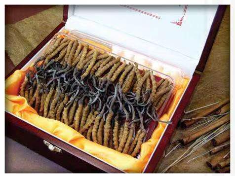 齐齐哈尔冬虫夏草回收